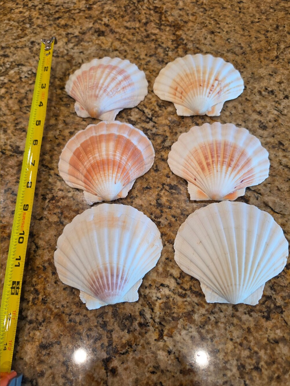 Natural Scallop Seashells - White with Peachy Pink Accents (6) EUC